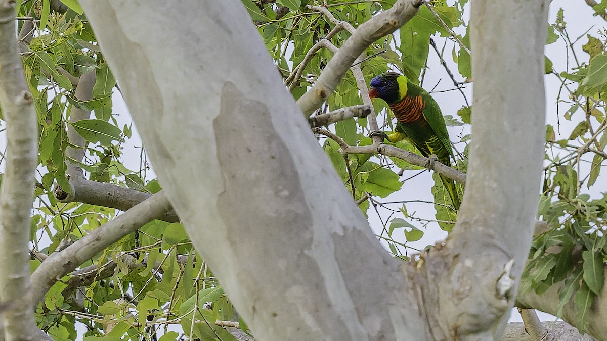 Coconut Lorikeet - ML653546284