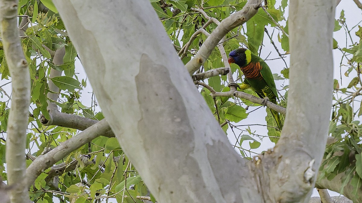 Coconut Lorikeet - ML653546285