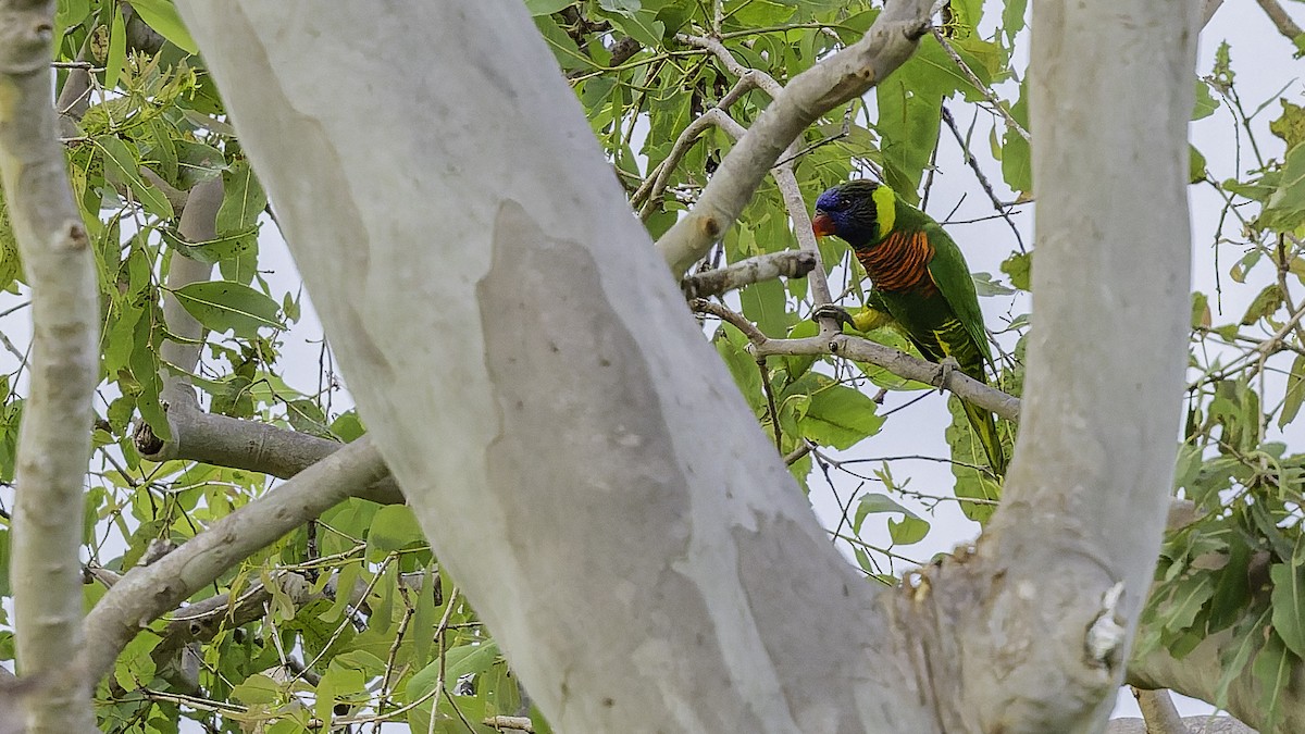 Coconut Lorikeet - ML653546286