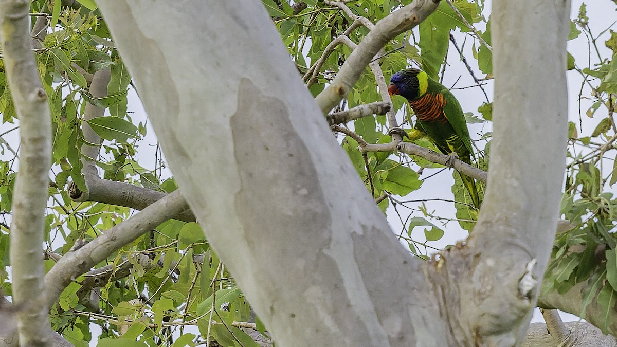 Coconut Lorikeet - ML653546287