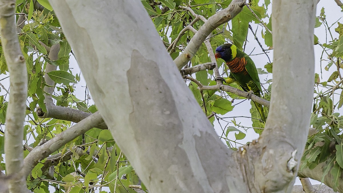 Coconut Lorikeet - ML653546288