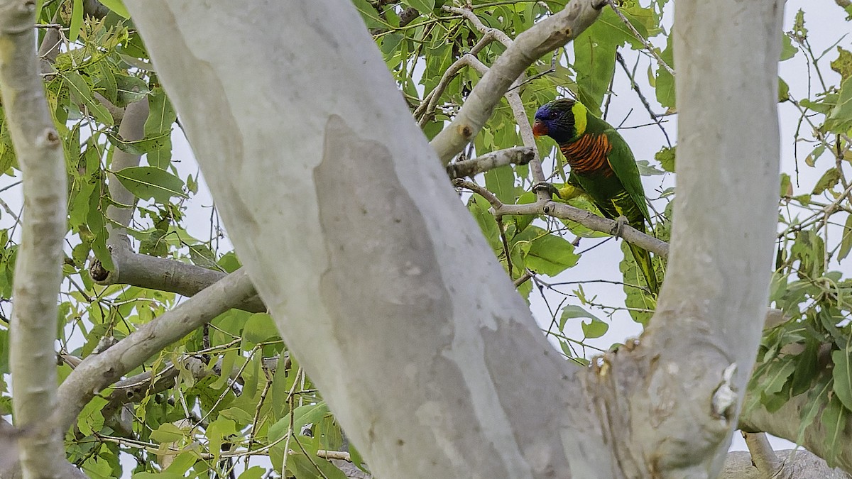 Coconut Lorikeet - ML653546290