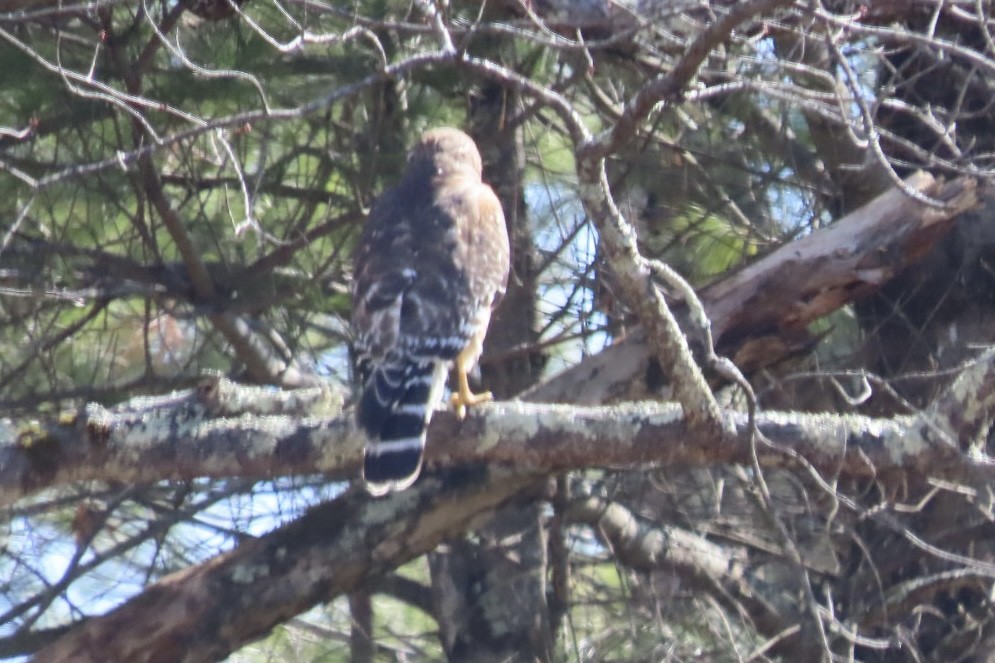 Red-shouldered Hawk - ML653547212