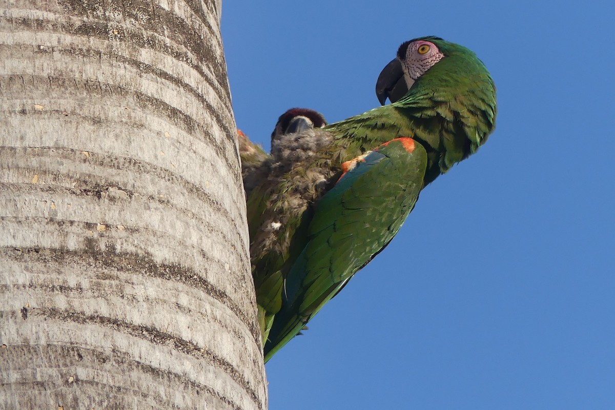 eBird Checklist - 26 Mar 2026 - 6260 SW 61st St, South Miami US-FL (25. ...