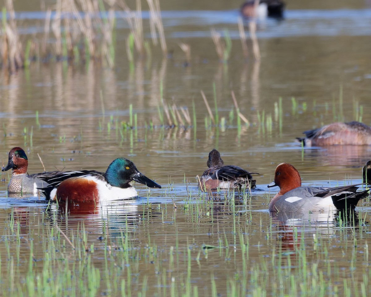 eBird Checklist - 25 Mar 2026 - Billy Frank Jr. Nisqually NWR - 73 ...