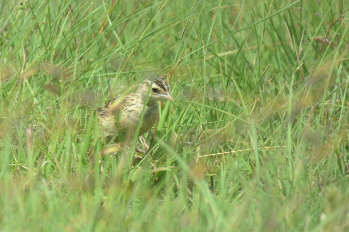 Rudd's Lark - ML653550651