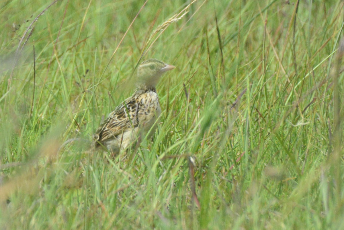Rudd's Lark - ML653550657