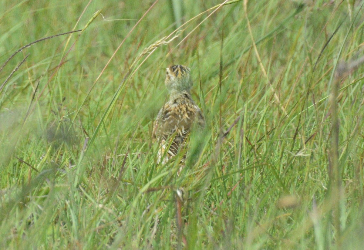 Rudd's Lark - ML653550668