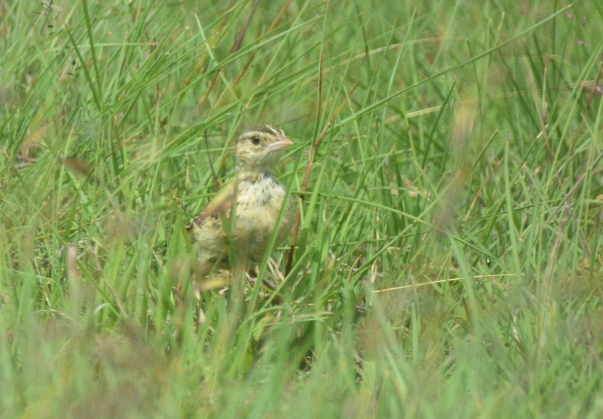 Rudd's Lark - ML653550677
