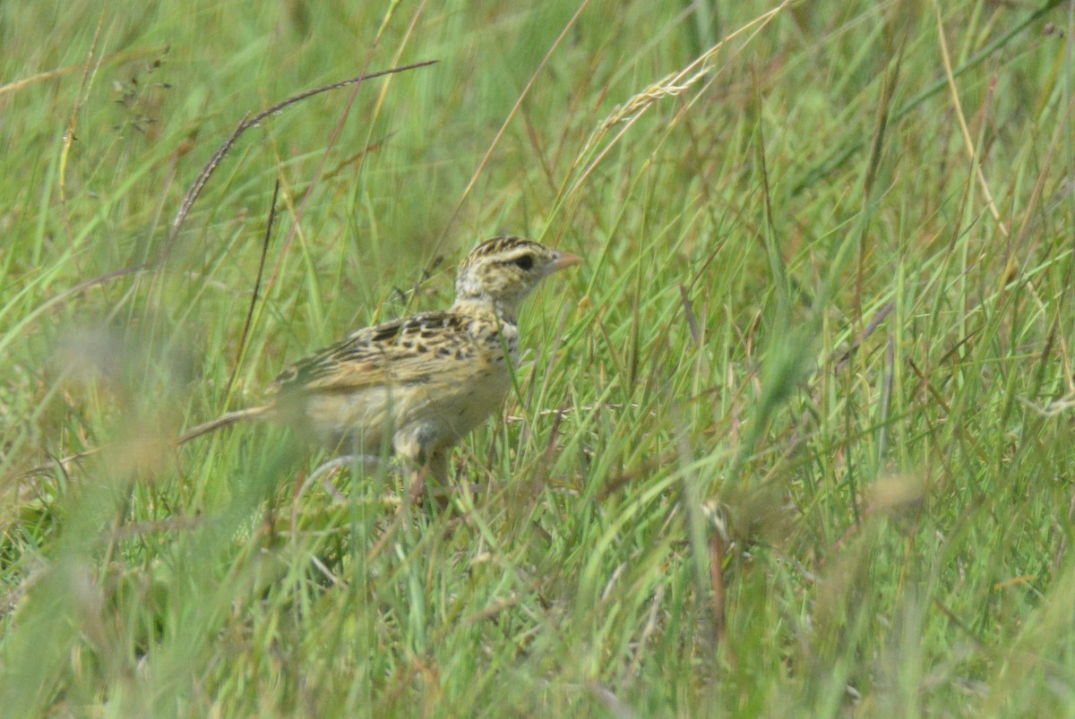 Rudd's Lark - ML653550688