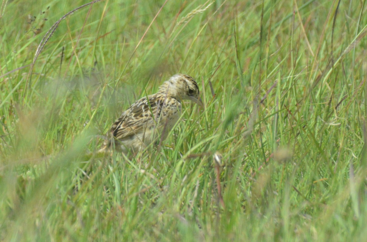 Rudd's Lark - ML653550694