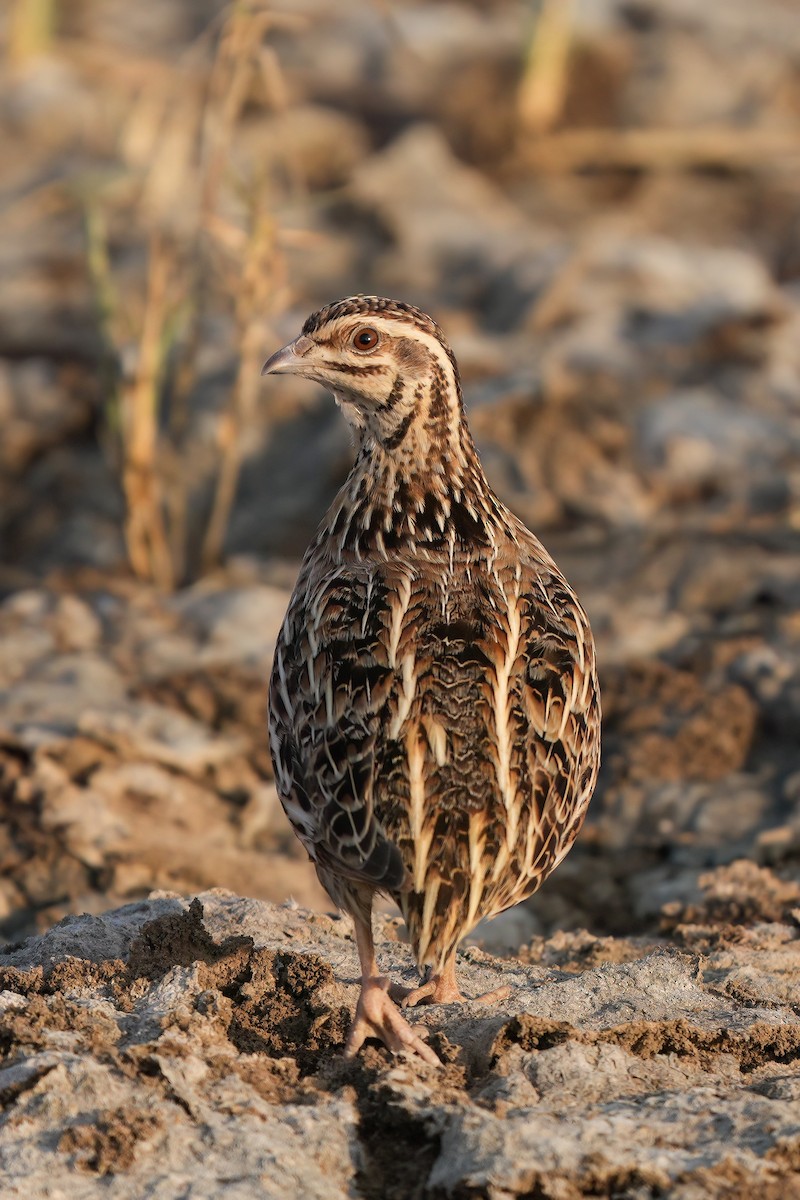 Common Quail - ML653552561