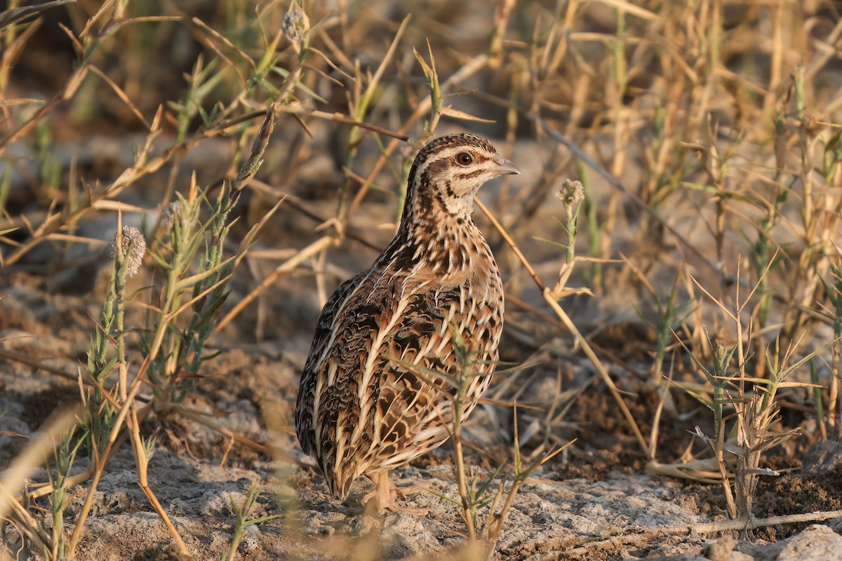 Common Quail - ML653552562
