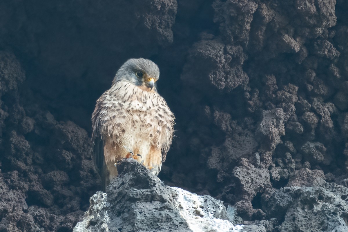 Eurasian Kestrel (Canary Is.) - ML653558320