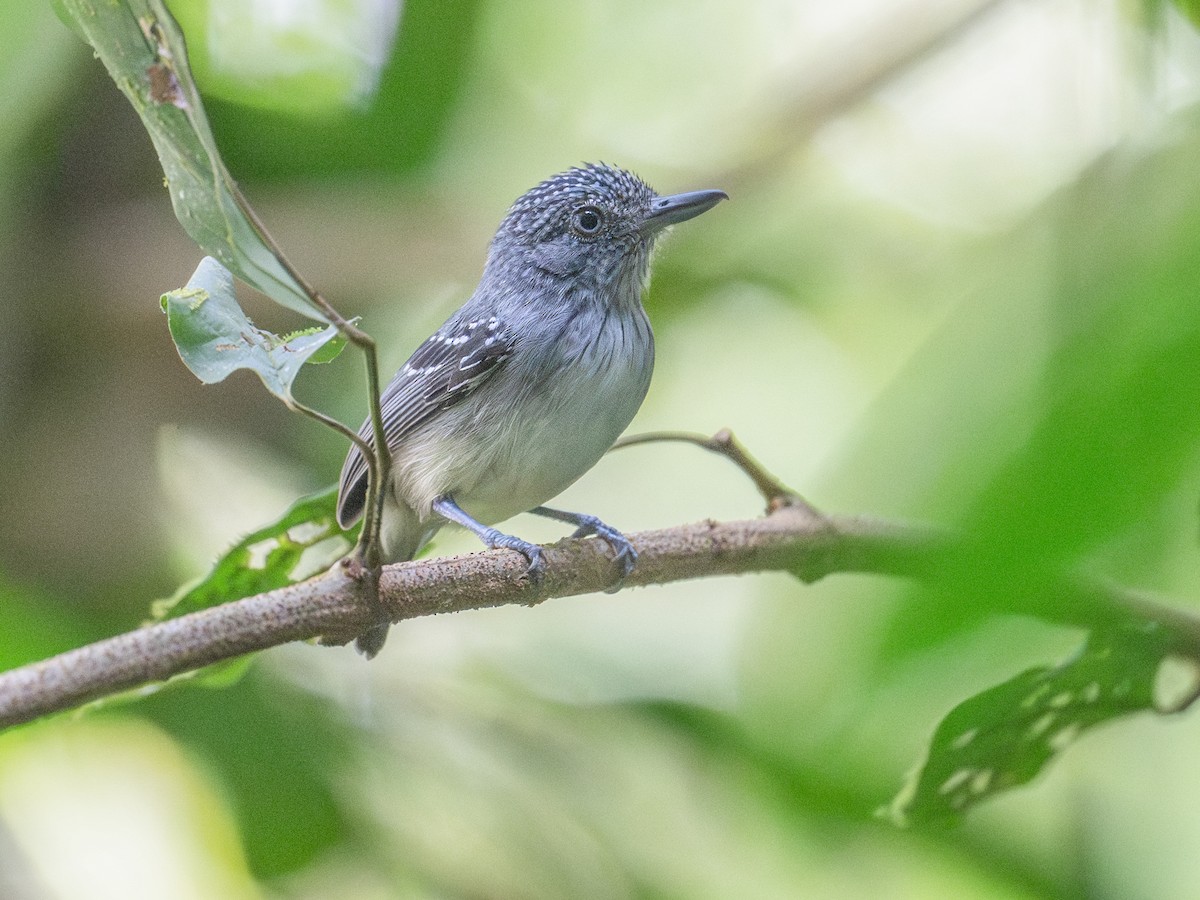 Spot-crowned Antvireo - Dysithamnus puncticeps - Birds of the World