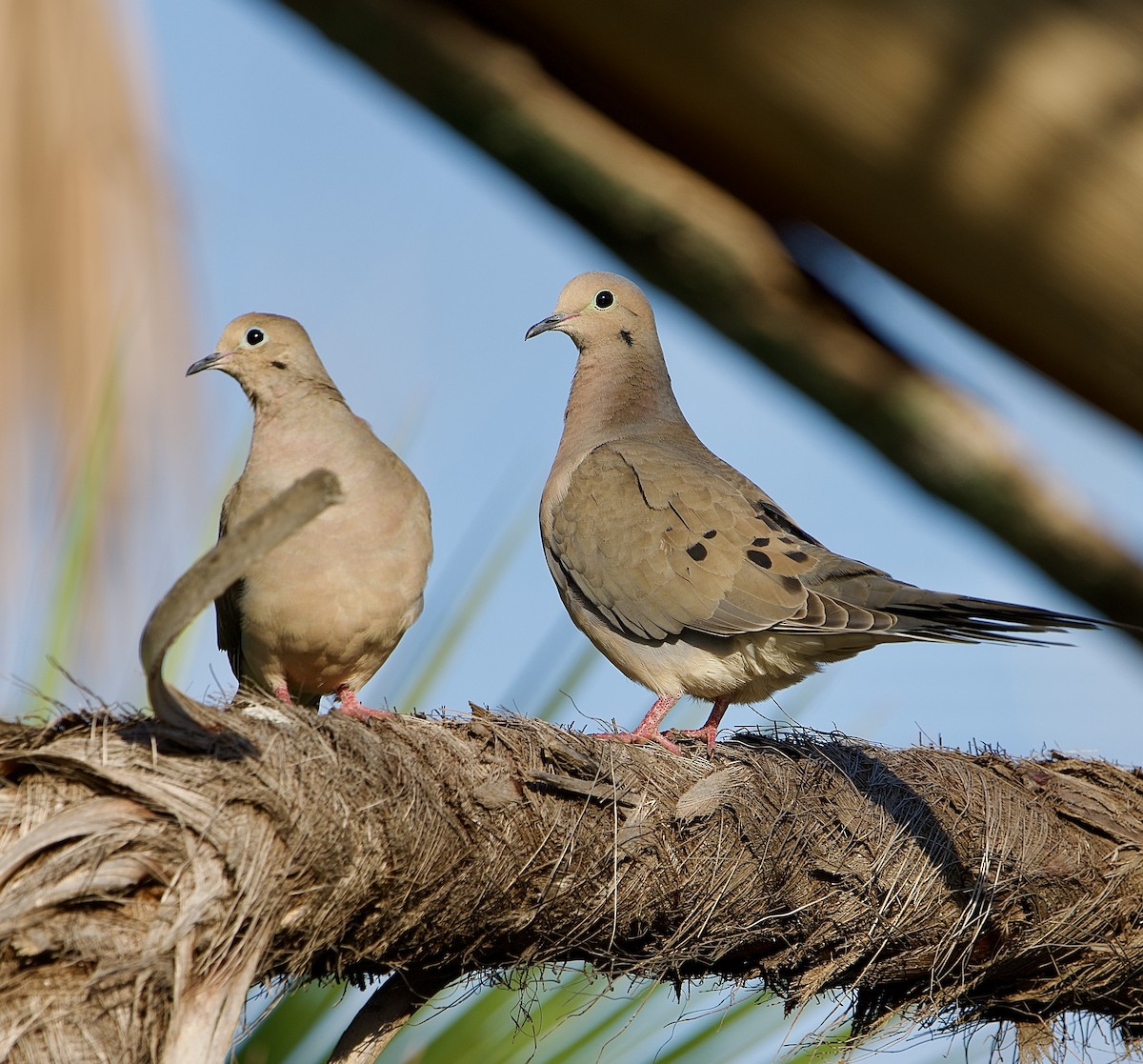 Mourning Dove - ML653558970