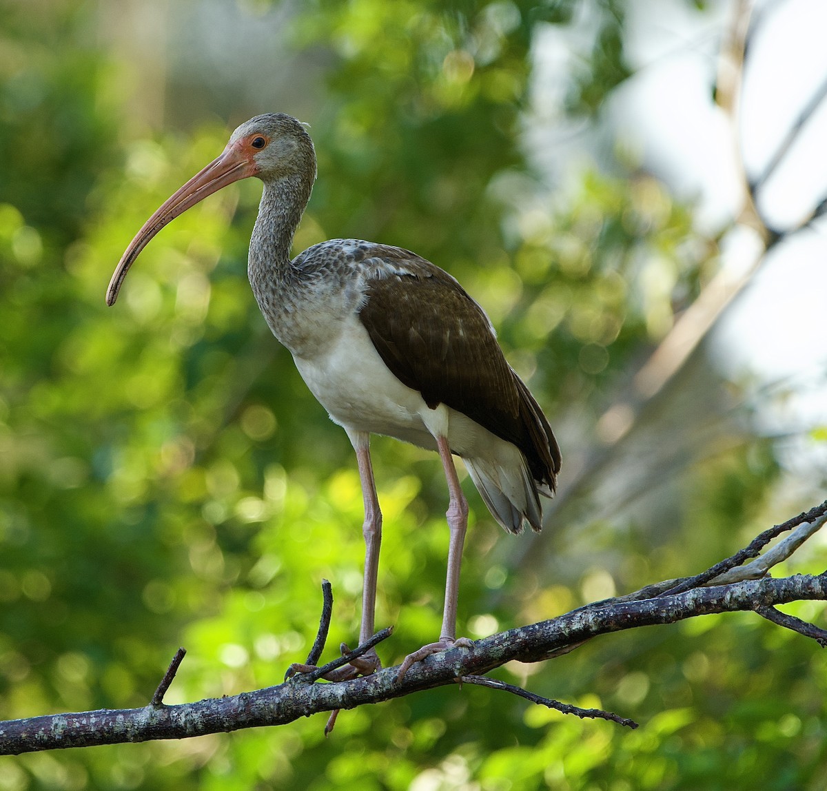 White Ibis - ML653559003