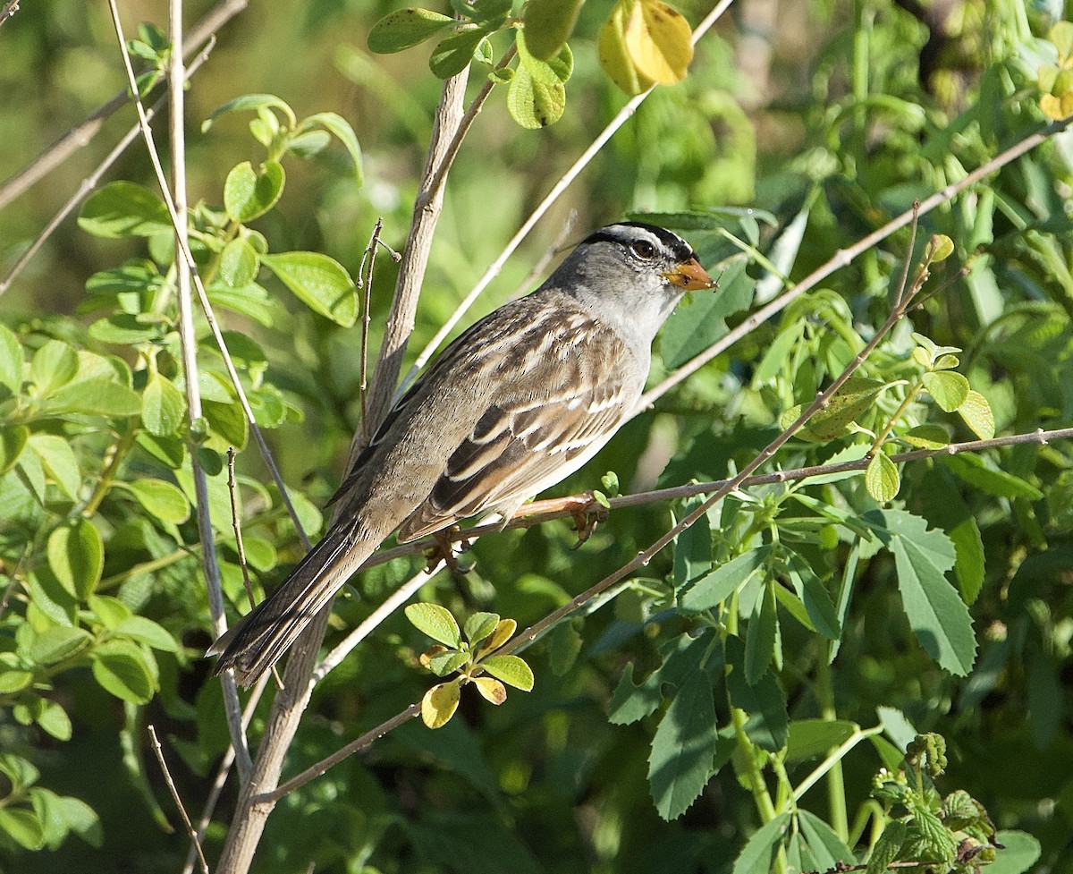 White-crowned Sparrow - ML653559072