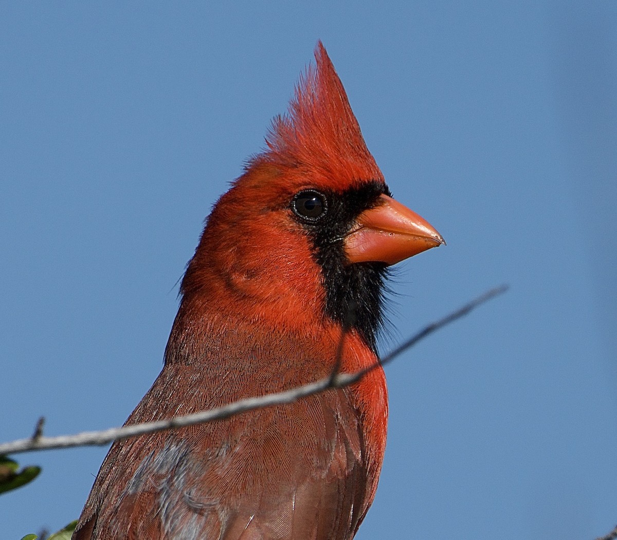 Northern Cardinal - ML653559089