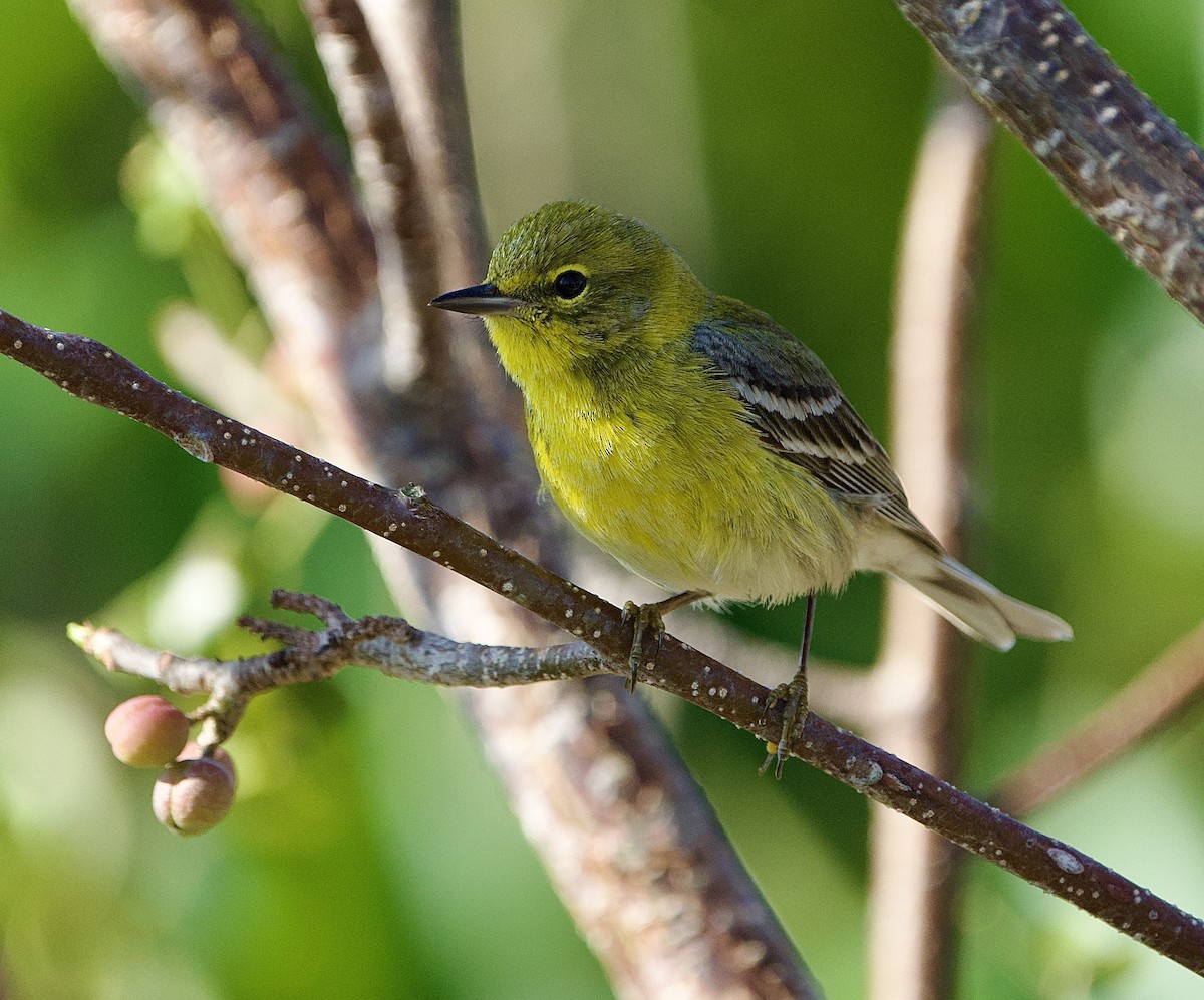 Pine Warbler - ML653559095