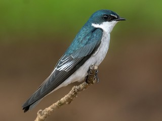 Mangrove Swallow - Tachycineta albilinea - Birds of the World