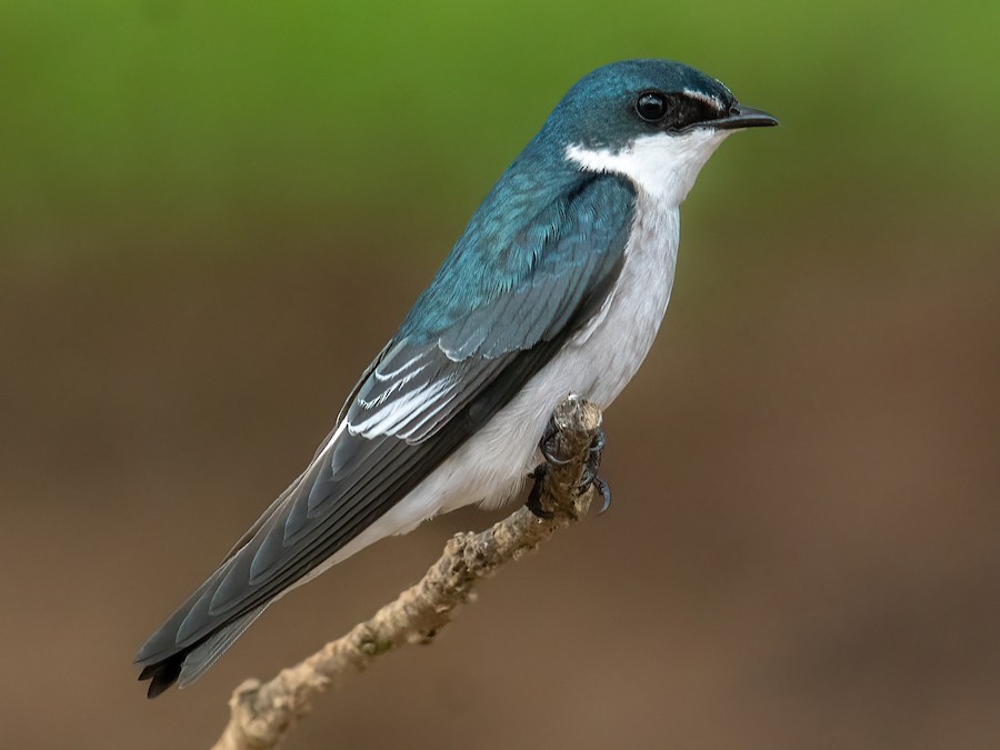 シロオビミドリツバメ - eBird