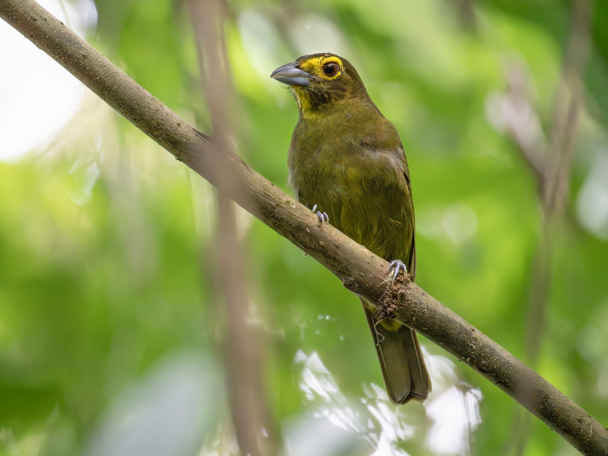 Lemon-spectacled Tanager - Chlorothraupis olivacea - Birds of the