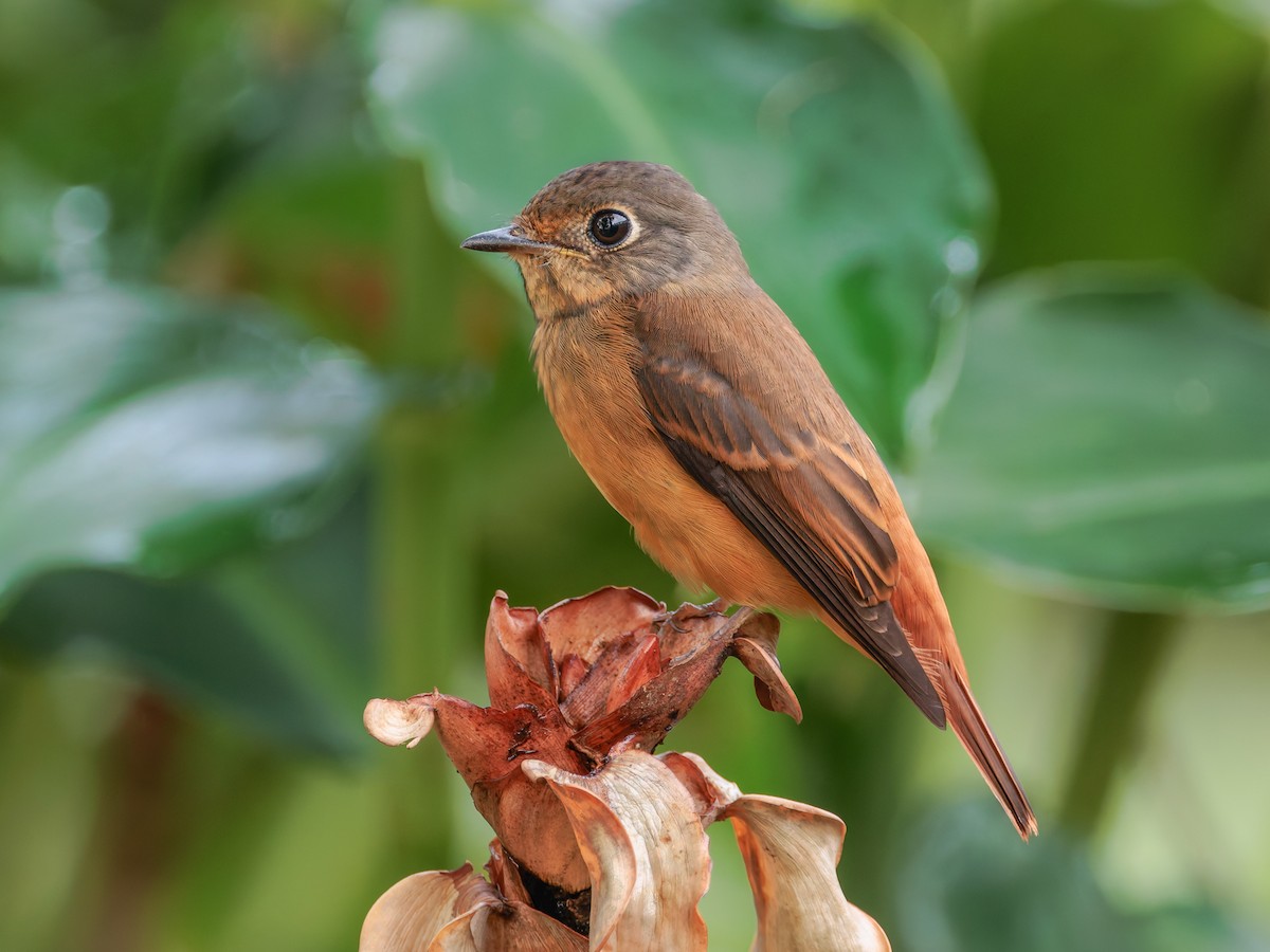  - Ferruginous Flycatcher