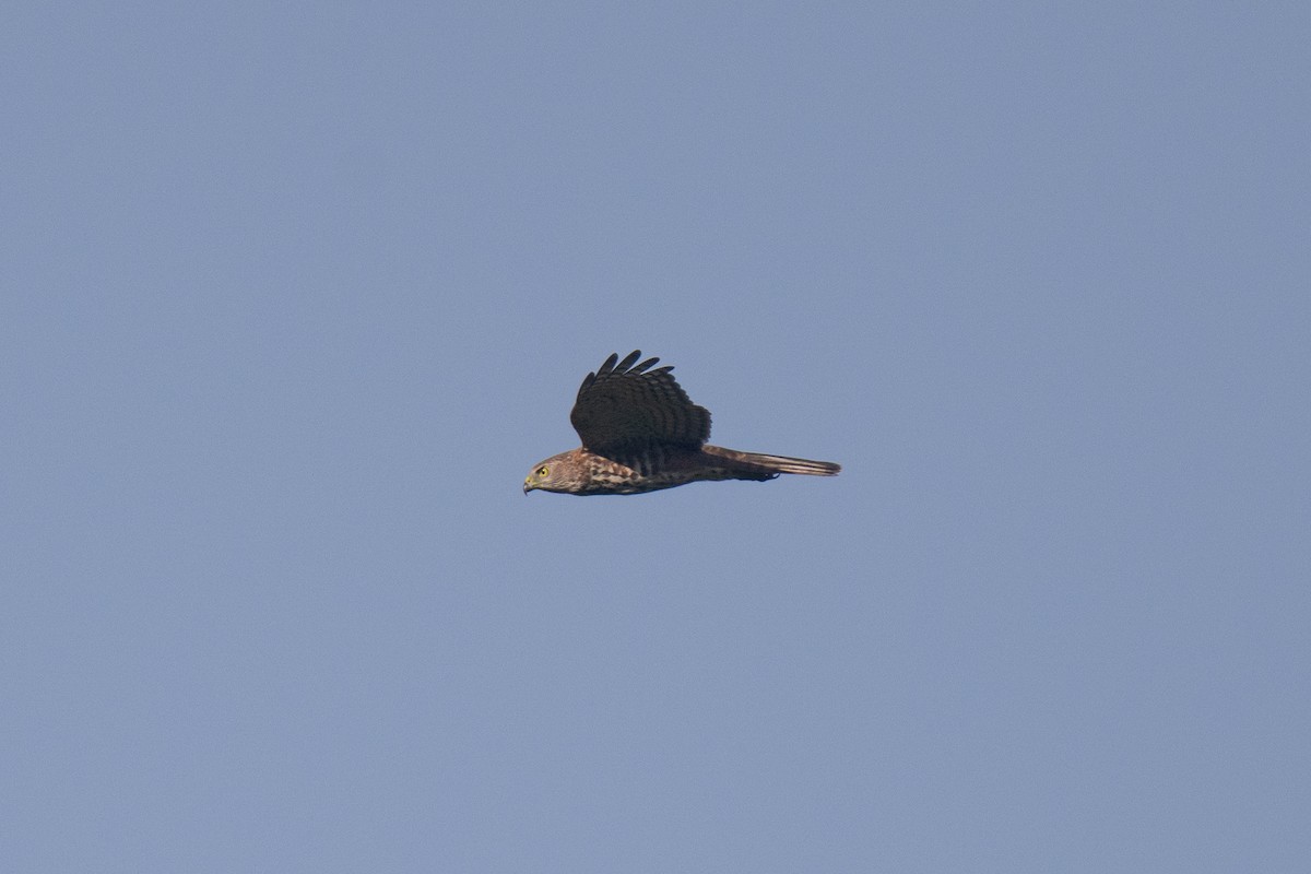 Fiji Goshawk - ML653561621