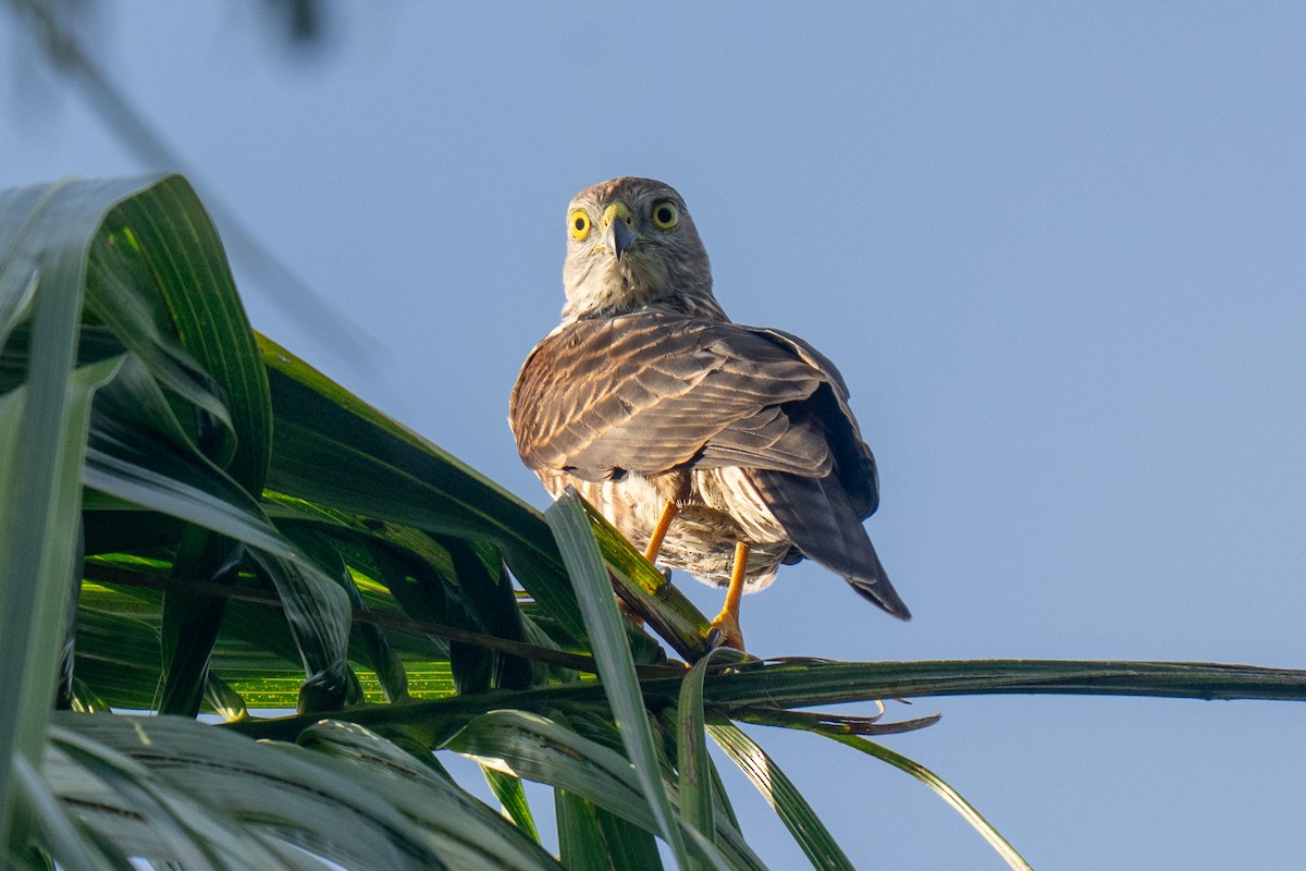 Fiji Goshawk - ML653561622