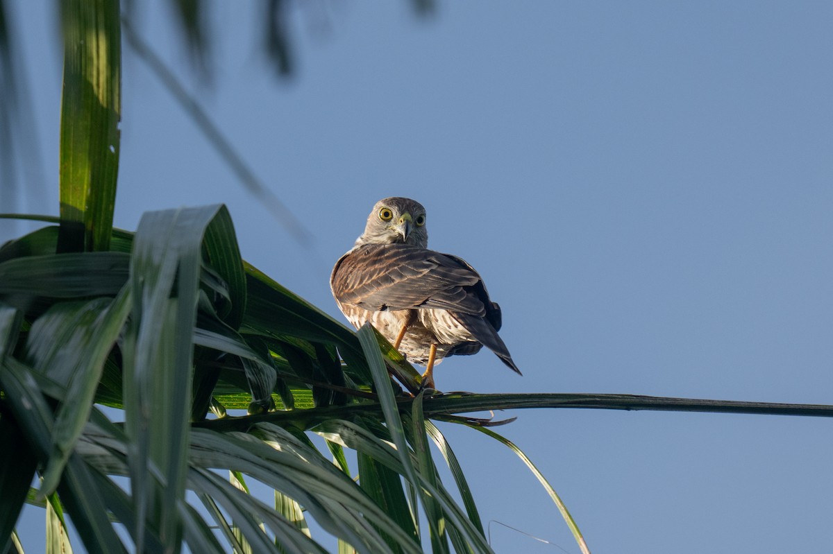 Fiji Goshawk - ML653561623
