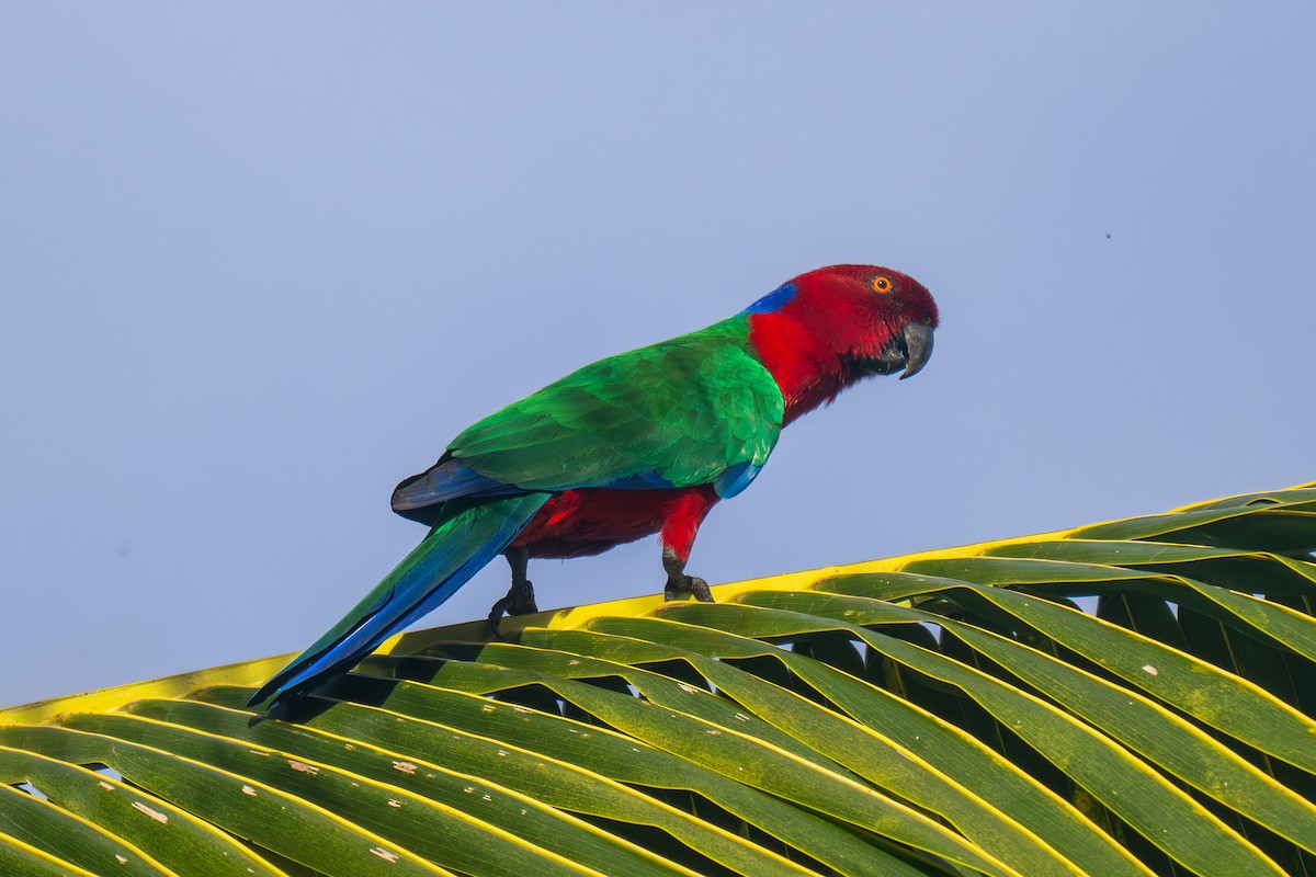 Crimson Shining-Parrot - ML653561638