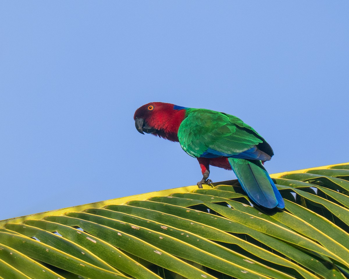 Crimson Shining-Parrot - ML653561639