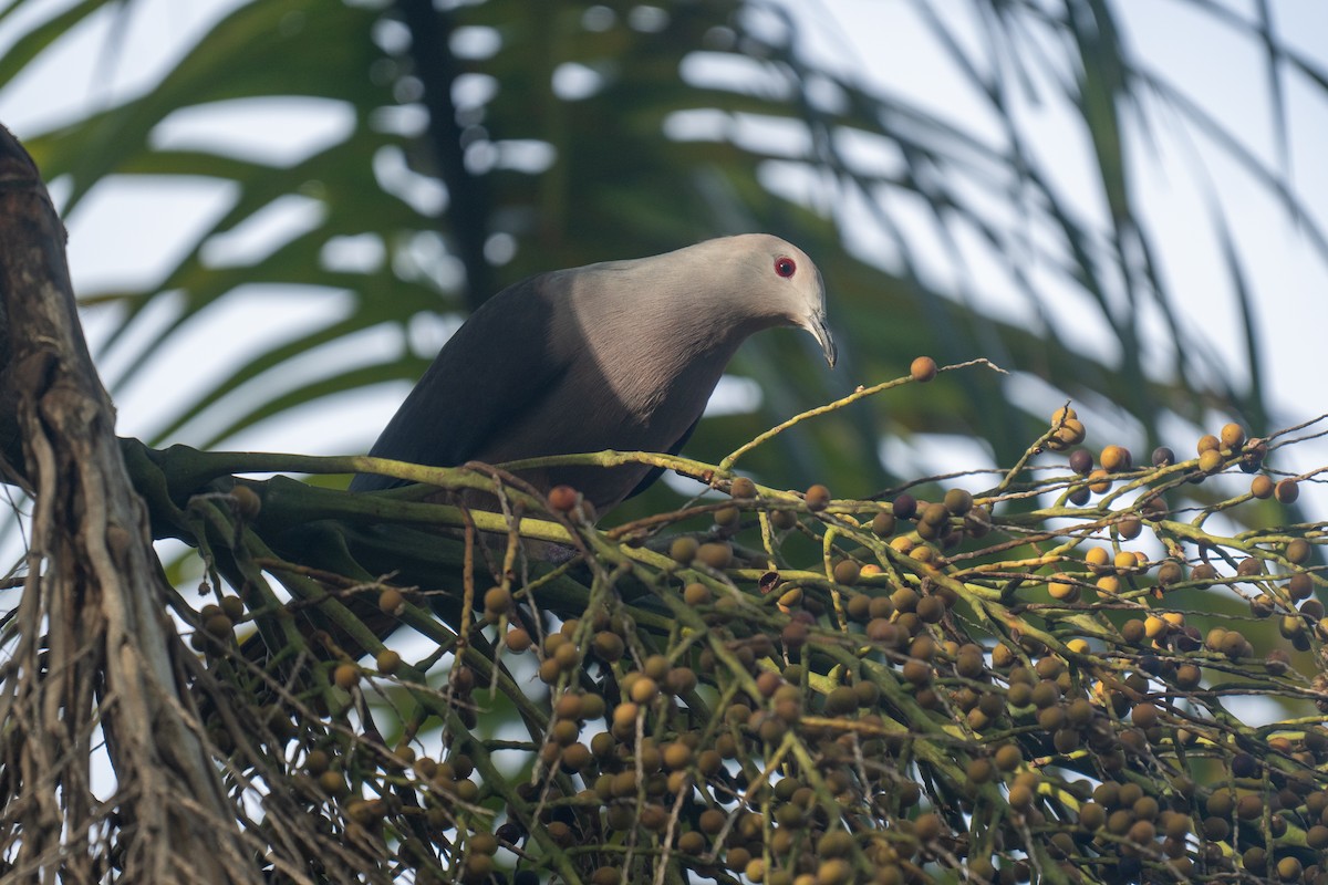 Barking Imperial-Pigeon - ML653561650