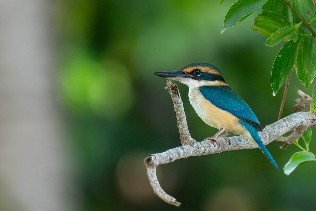 Pacific Kingfisher - ML653561657
