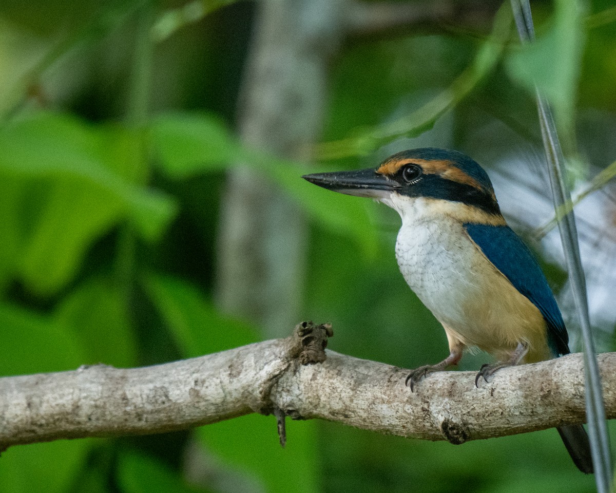 Pacific Kingfisher - ML653561658
