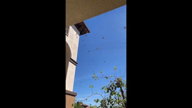 Cliff Swallow - ML653562959