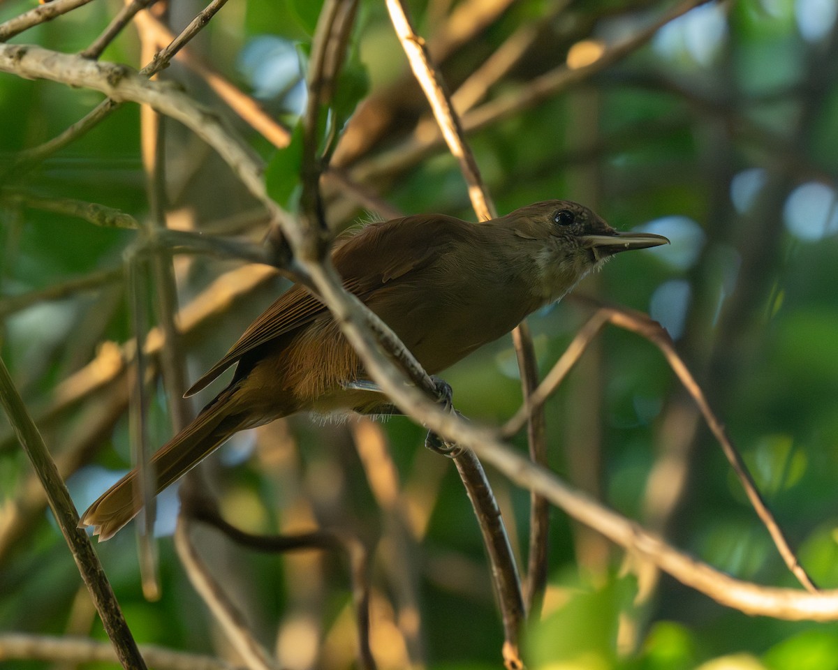 Fiji Shrikebill - ML653563048