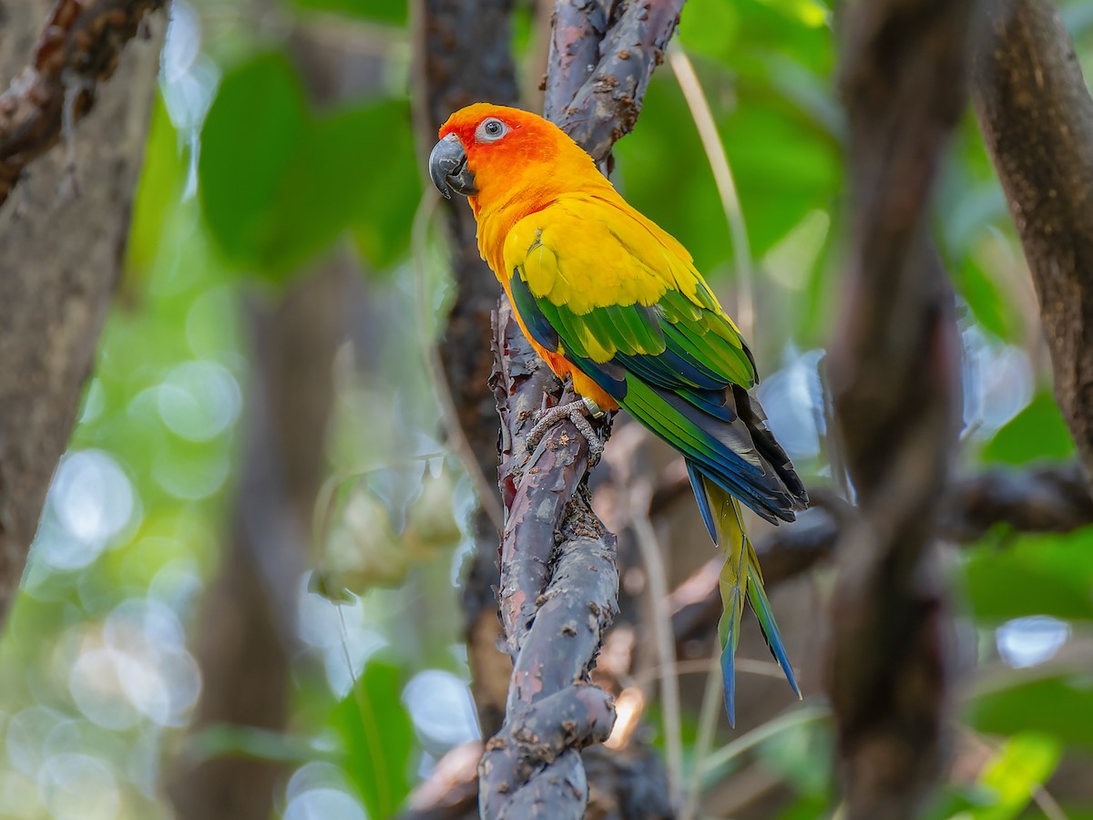コガネメキシコインコ - eBird