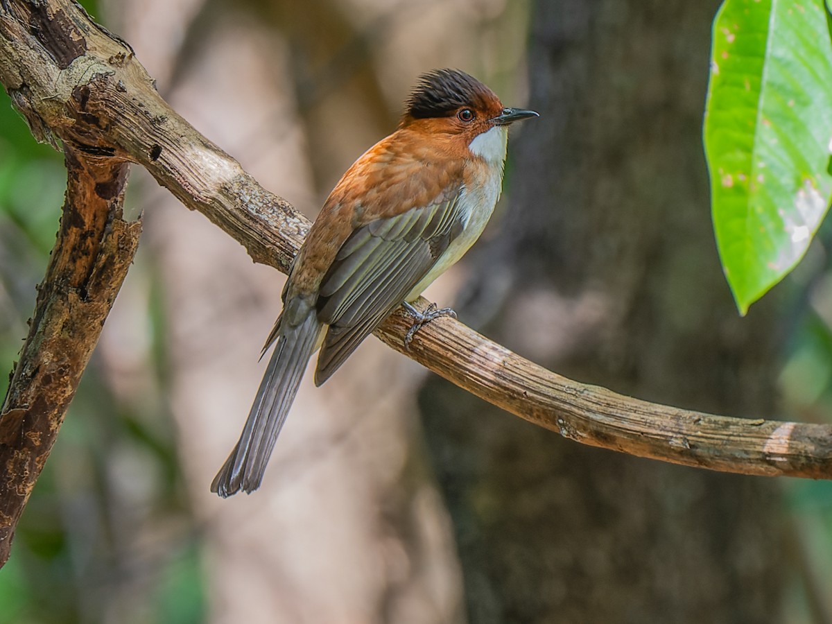 Chestnut Bulbul - Hemixos castanonotus - Birds of the World