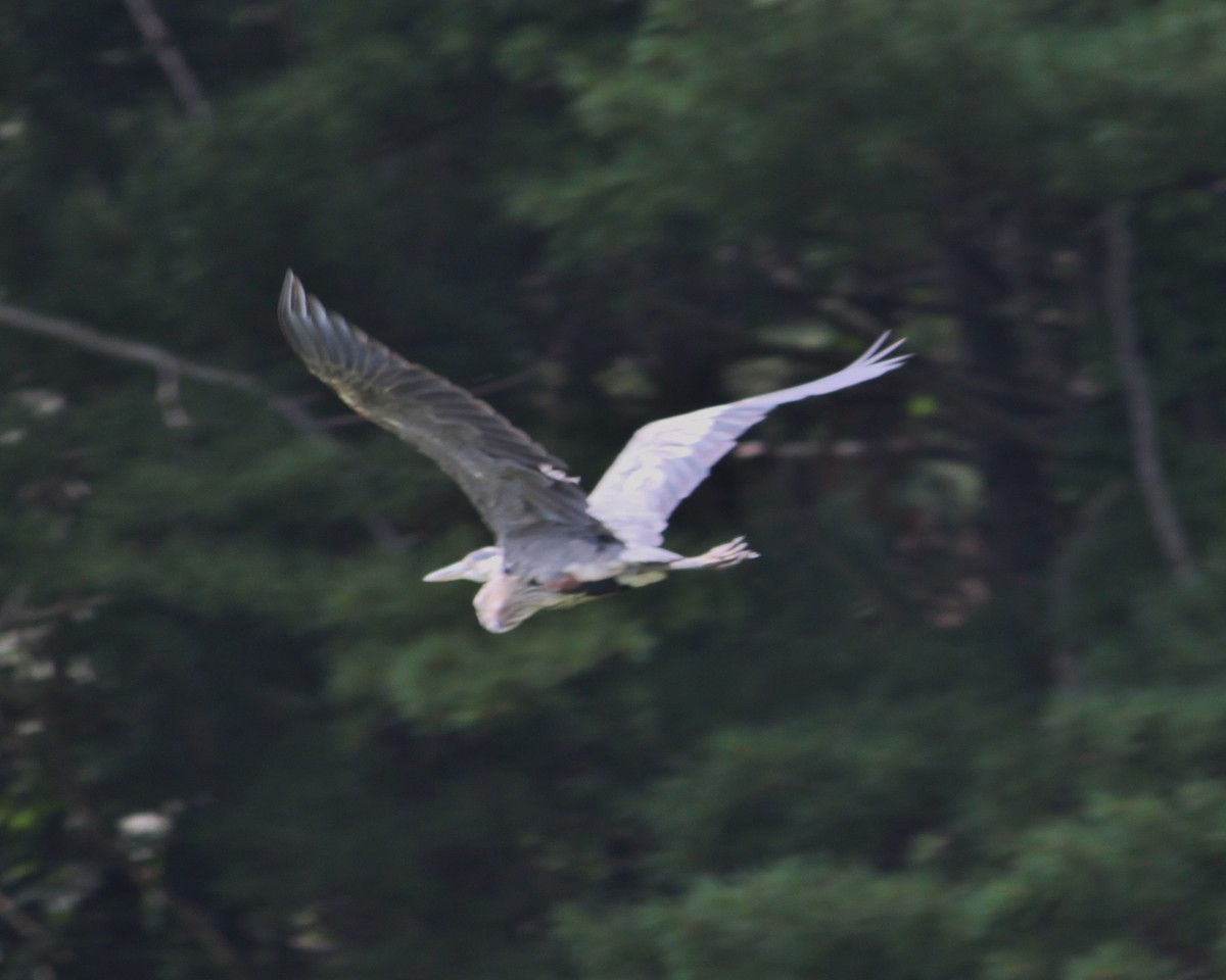 Great Blue Heron - ML65356511