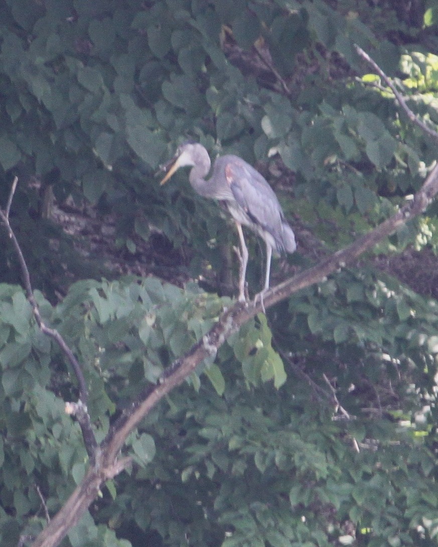 Great Blue Heron - ML65356541