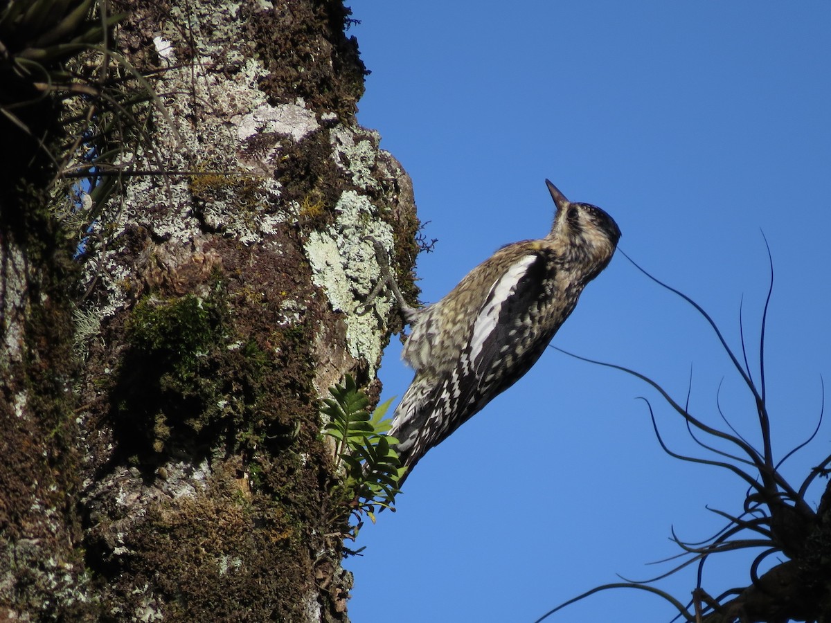 Yellow-bellied Sapsucker - ML65356691