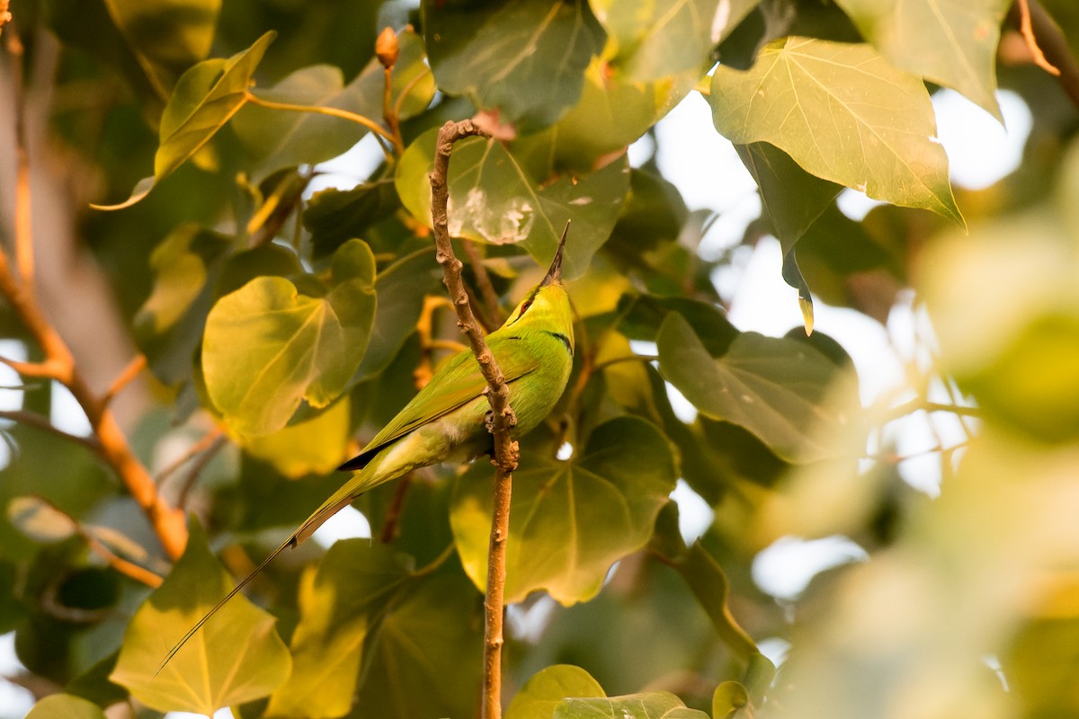 African Green Bee-eater - ML653568546