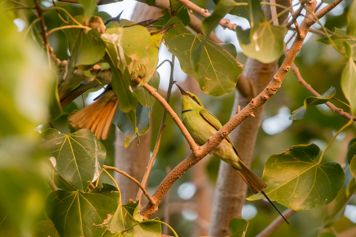 African Green Bee-eater - ML653568551