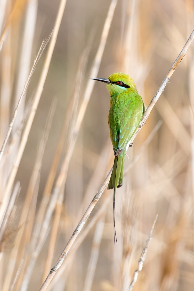 African Green Bee-eater - ML653569974