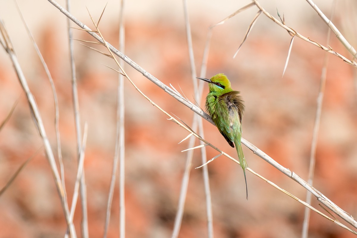 African Green Bee-eater - ML653569975