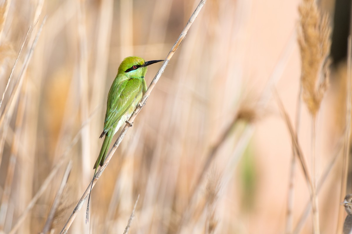 African Green Bee-eater - ML653569976