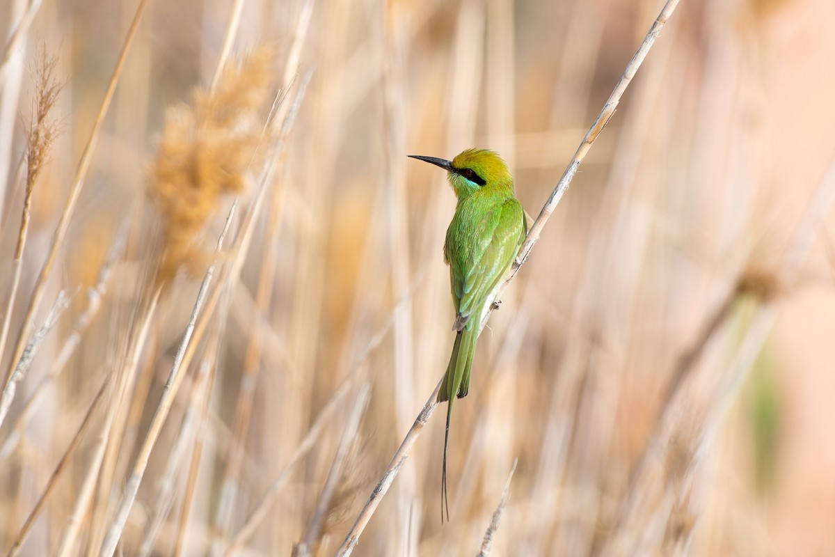 African Green Bee-eater - ML653569977