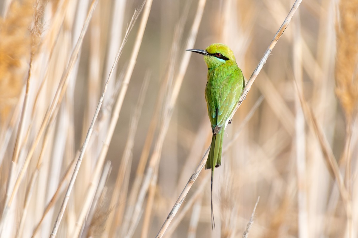 African Green Bee-eater - ML653569978